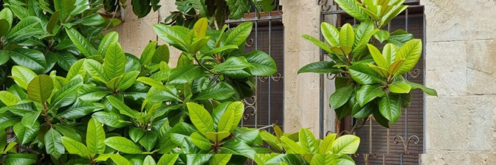 HSPがバイトの疲れを癒す窓辺の緑の植物