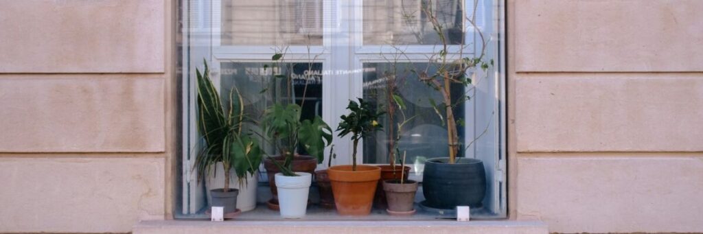 バイトが続かなくても失敗じゃないという希望の光と窓辺の植物