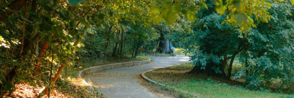 心を守りながら自分らしく働ける場所へと続く、穏やかな森の道