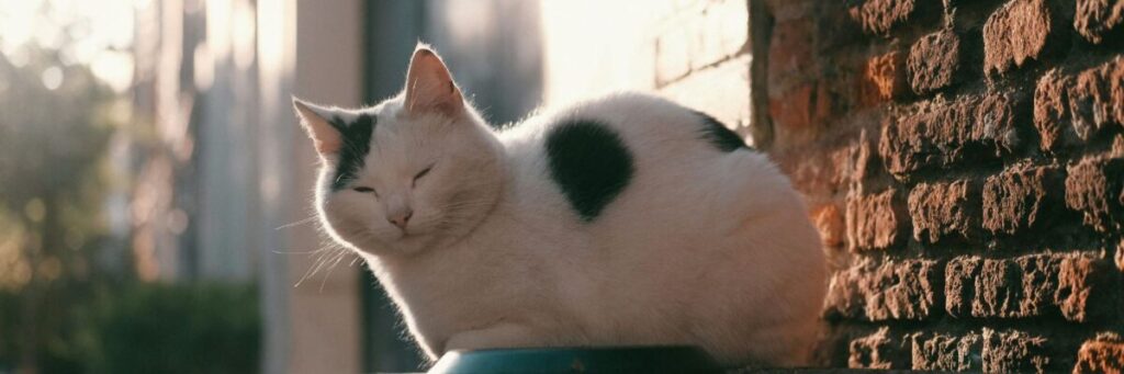 HSPの慎重な自分を優しく受け止める陽だまりの猫