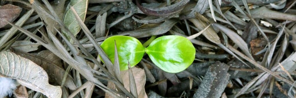 HSPの丁寧さが強みとして活きる、新しい働き方の芽生えを象徴する双葉