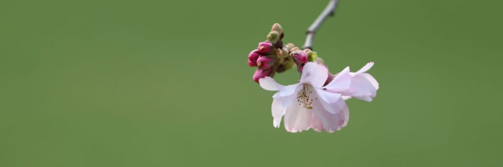 満開に咲き誇る桜の花びら。HSPの疲れやすさは、実は「繊細さとやさしさ」という美しい強さの裏返しであることを象徴しています